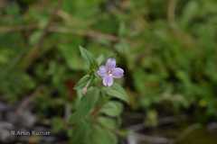 Epilobium parviflorum